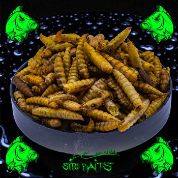 getrocknete Hermetia Larven - Hell (Soltatenfliegenlarven)